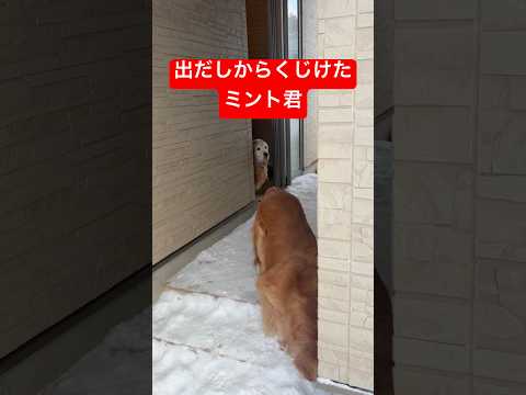 難しいお年頃🍵shorts ゴールデンレトリバー グレートピレニーズ 犬ミント君 サムネイル