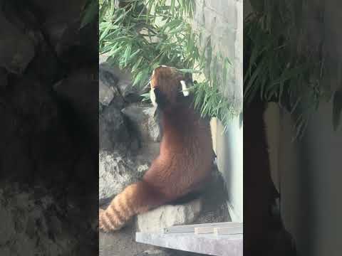 shorts ランマルくん　レッサーパンダ　浜松市動物園にて　2026年2月14日  IMG 8466 サムネイル