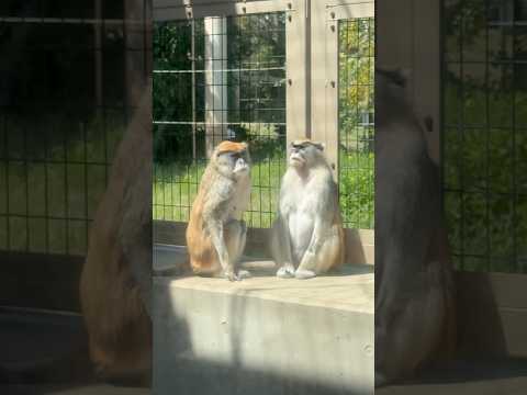 shorts パタスザルさん　のんほいパークにて　2026年4月3日