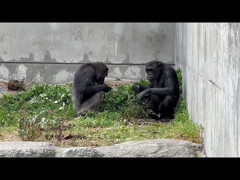 向かい合っているのはチコちゃんとチェリーちゃん？　チンパンジー　浜松市動物園にて　2026年4月5日 サムネイル