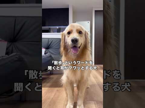 「散歩」というワードを聞くと条件反射的に耳がふわっとしてしまうゴールデンレトリバー ゴールデンレトリバー レトリバー… サムネイル