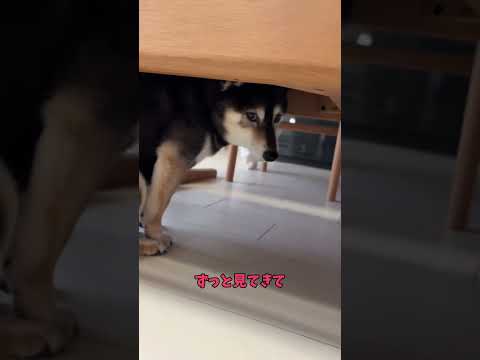 【悲報】飼い主の浮気！察知した黒柴がとった行動・・・