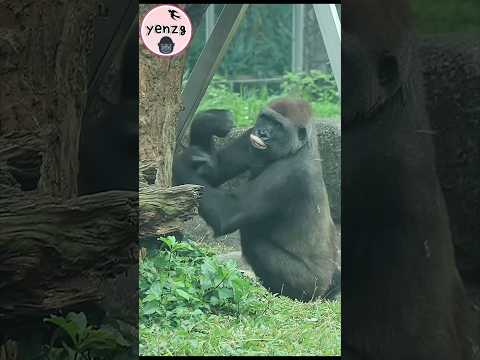 cute Tayari 🤣 gorilla taipeizoo 金剛猩猩 台北市立動物園 funnyanimals s…