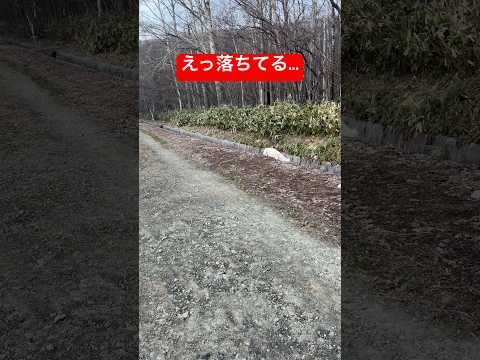 落ちたのに平然としてる子犬