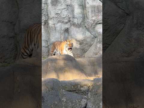 shorts 夕方からのサーシャちゃん　アムールトラ　浜松市動物園　2026年3月15日 サムネイル