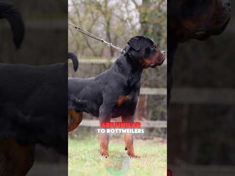 Top 4 Dogs That Are Similar to Rottweilers shorts dog pets… サムネイル