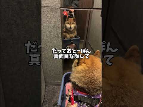 柴犬が帰宅した飼い主を見て笑顔になった理由🐕 サムネイル