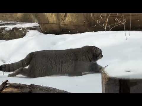 積もった雪も気にせず進むナゴムくん　マヌルネコ　那須どうぶつ王国にて　2026年1月30日 サムネイル