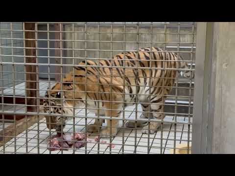 ローラさん お部屋を移動してお食事😋　アムールトラ　浜松市動物園にて　2026年2月15日 サムネイル