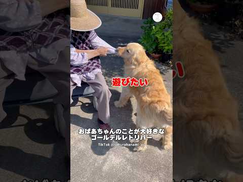 おばあちゃんと遊びたくて、服を引っ張る大型犬　　ゴールデンレトリバー 大型犬　犬　かわいい犬 面白い サムネイル