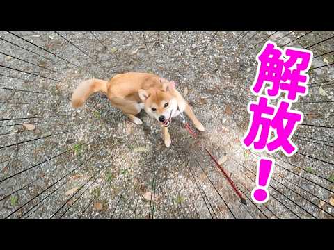 【解放】ストレスMAX愛犬を森林公園散歩にお連れしてみたらー　柴犬小夏 サムネイル