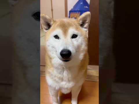柴犬福 お誕生日を祝われて照れ気味の柴犬🤣Sister and Shiba🤣姉と柴 shorts funnydog f… サムネイル