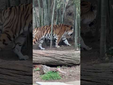 shorts 午前担当ローラさん　アムールトラ　浜松市動物園にて　2026年2月15日 サムネイル