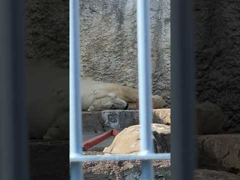 shorts ありがとうバフィンさん　ホッキョクグマ　浜松市動物園　2026年3月15日撮影 サムネイル