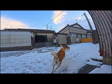 1時間お散歩してきても庭にも雪があるのが嬉しくて思わず飛び出すモモ家の皆さん サムネイル