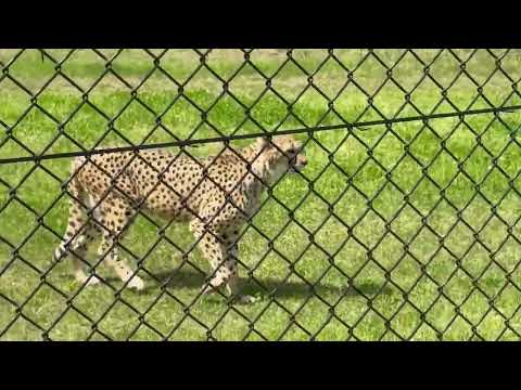 アジャブさん タッタッター☺️ チーター　千葉市動物公園にて　2026年4月19日