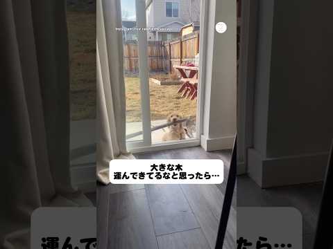 大きな木を持ち帰ろうとする犬　犬　いぬ　面白い　犬のいる暮らし かわいい犬 サムネイル