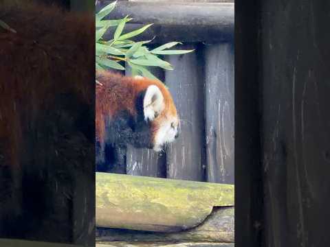 shorts モグモグ❣️ケンシンくん レッサーパンダ 大森山動物園 2026年9月20日