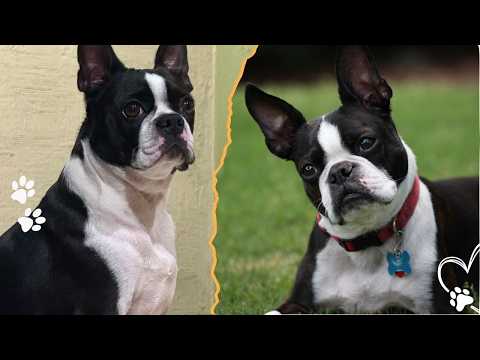 How Boston Terriers Earned the Nickname American Gentleman サムネイル