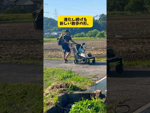 【進化し続ける形】柴犬とハスキーのお散歩とは… 柴犬 シベリアンハスキーshort サムネイル