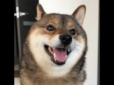 柴犬あずはなの動画 サムネイル