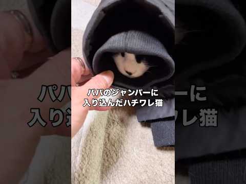自分からジャンパーの袖に入ったのに出られなくなって不機嫌そうに鳴くヌコ ハチワレ ハチワレ猫 猫 shorts サムネイル