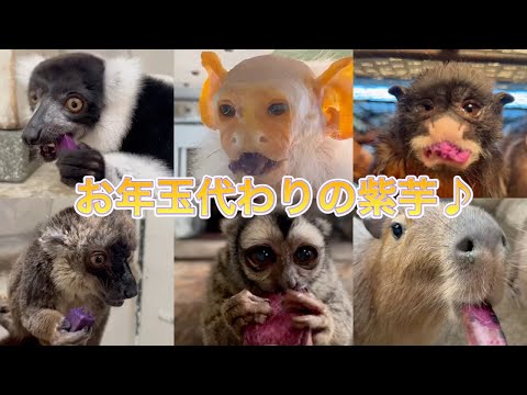 動物達にお年玉代わりの紫芋をプレゼント♪今年もよろしくお願いします！！ サムネイル