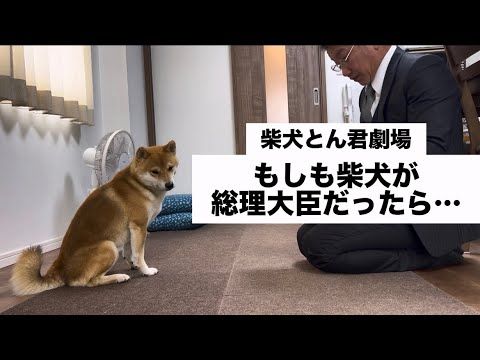柴犬のとん君が総理なら…😆 柴犬 柴犬とん