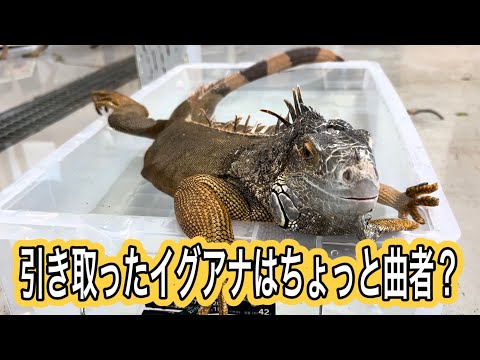 動物園で引き取ったイグアナはちょっと曲者だった？ サムネイル