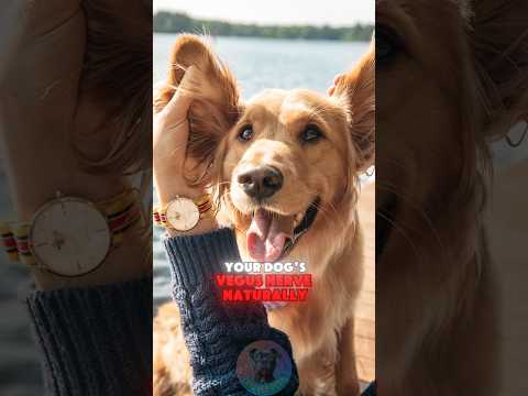 4 Ways to Stimulate Your Dog’s Vagus Nerve Naturally shorts… サムネイル