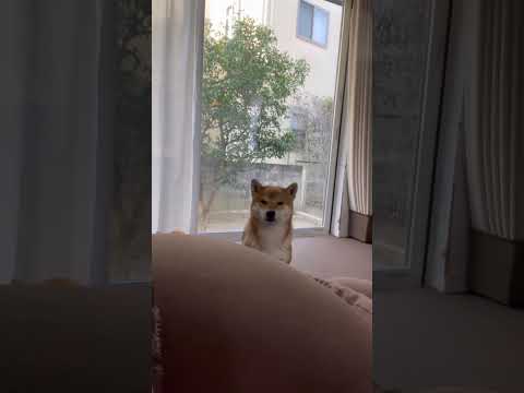 てめぇ、、、それ、俺のヨギボーだかんな😆　柴犬　柴犬とん サムネイル