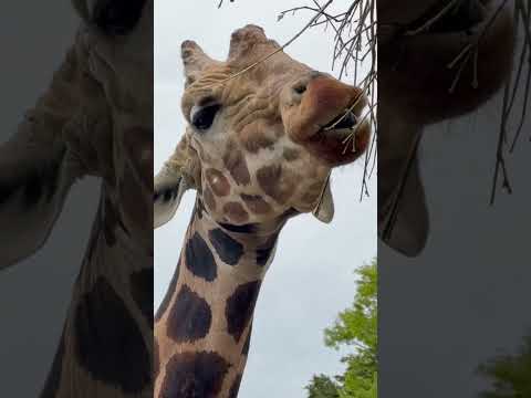 shorts 小枝を食べるリョウくん　キリン　浜松市動物園にて　2026年4月5日 サムネイル