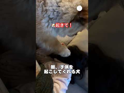 起きて！毎朝子供を起こす犬…でも最後は　　　チャウチャウ　犬　面白い　かわいい犬 犬のいる暮らし サムネイル