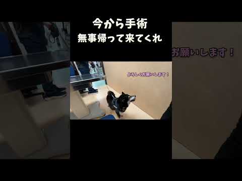 今から手術無事帰って来てくれ サムネイル