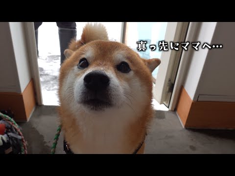 動けないママに寄り添うように…柴犬の「ただいま」が可愛い サムネイル
