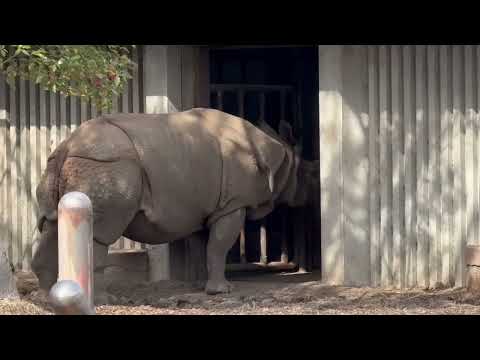 ブンタくん　インドサイ　東山動植物園にて　2026年3月13日 サムネイル