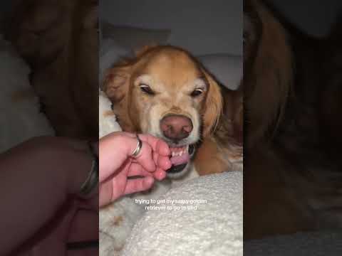 coming home to my golden retriever🥵 goldenretreiver dog ind…