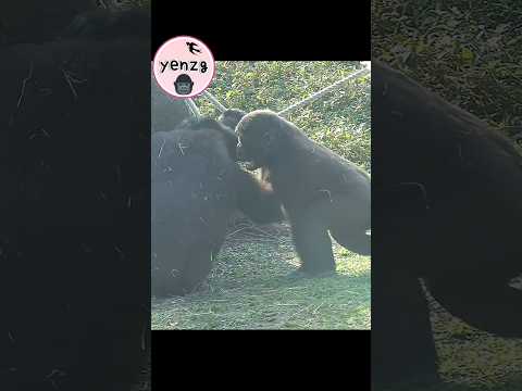 gorilla playing with mom💕😆 gorillatag taipeizoo 金剛猩猩 台北市立動物…