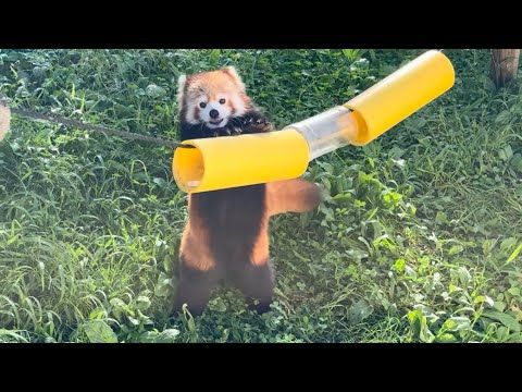 令花ちゃん　おやつタイム　ケンシンくんもあるよ〜　レッサーパンダ　大森山動物園