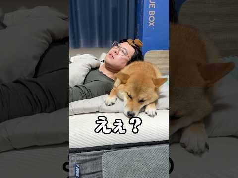 「毛」の被り物じゃないとダメらしい　柴犬 shorts サムネイル
