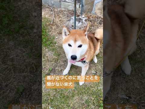 散歩に行きた過ぎる柴犬　しばいぬ 柴犬 shibainu