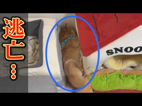 【悲報】限界を超えた柴犬が疲弊し、現実逃避してしまいました・・・ サムネイル