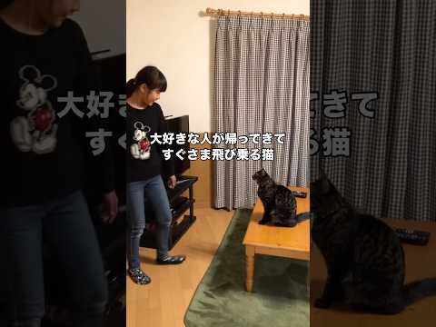 大好きな人が帰ってきてどうしても飛び乗ってしまうにゃんこ 猫 保護猫 shorts サムネイル