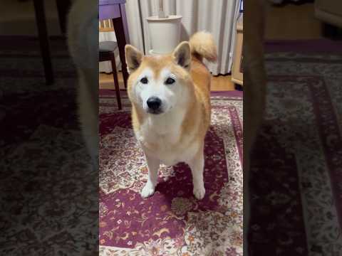柴犬福 母の話を理解する柴犬🤣Understand dog🤣shorts 柴犬 shibainu funny funn…