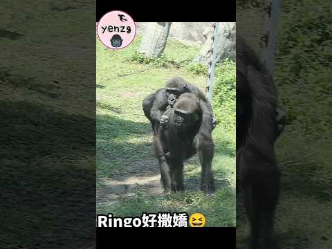 4Y9M old gorilla enjoy piggy ride gorillatag taipeizoo 金剛猩猩… サムネイル