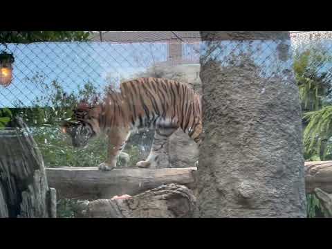 再びオニクを食べはじめたパンプくん　スマトラトラ　神戸どうぶつ王国にて　2025年12月26日 サムネイル