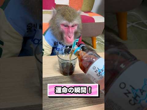 猿にONICHAを飲ませた…