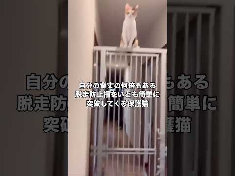 絶対に登りきれないと思って設置した脱走防止柵をものの数秒で攻略してくる保護猫 保護猫 三毛猫 子猫 shorts サムネイル