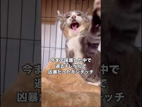 尻尾が千切れ壊死していた猫は、テレビに出てくるような人馴れしていない猫よりも遥かに凶暴な猫だった。 保護猫 野良猫 地… サムネイル
