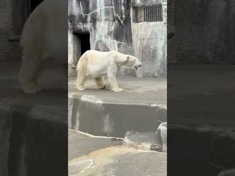 shorts 朝のユキさん　  ホッキョクグマ　　浜松市動物園にて　2026年4月5日